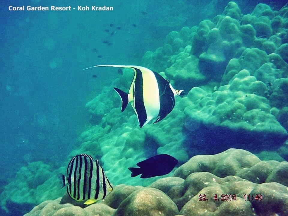 Coral Garden Resort Koh Kradan Exterior photo