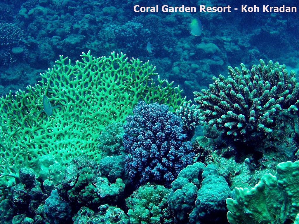 Coral Garden Resort Koh Kradan Exterior photo